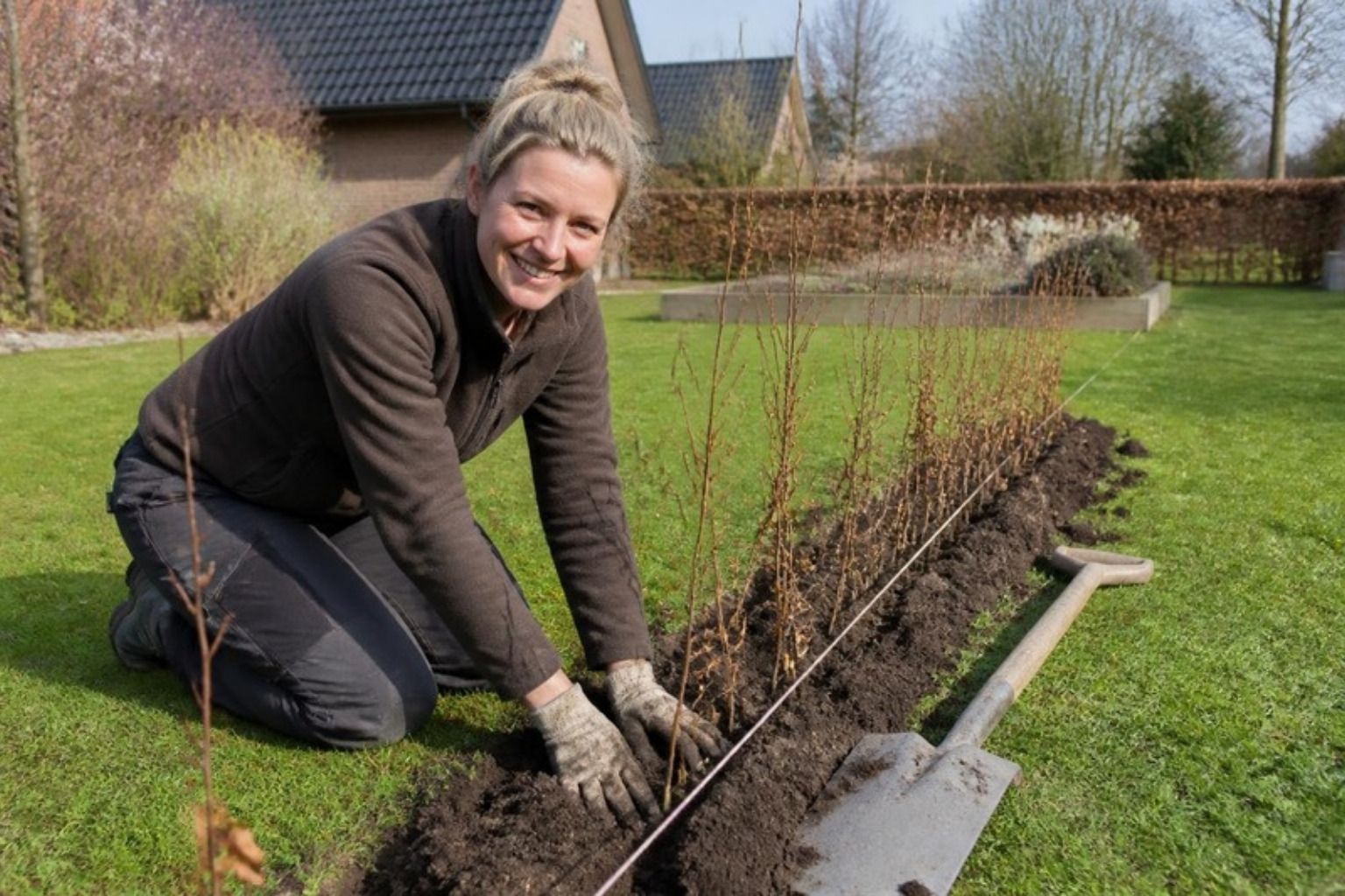 Smilende kvinde planter unge bøgehækplanter i en rende langs græsplænen