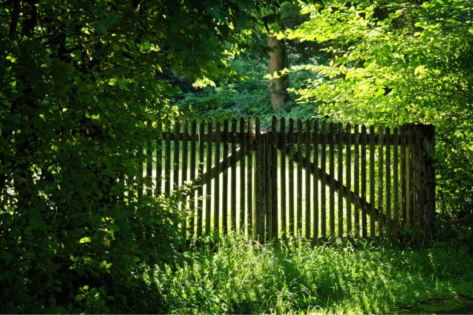 Træhegn med låge i en frodig have